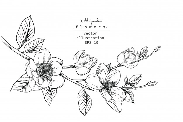 626x417 Magnolia Flower Drawings Vector Premium Download