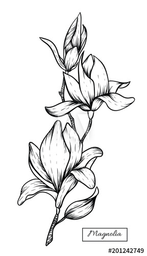 288x500 Magnolia Flowers Drawing Vector, Illustration And Clip Art