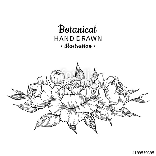 500x500 Vintage Flower Bouquet Vector Drawing Peony, Rose, Leaves
