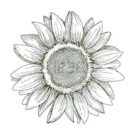 450x450 Drawing Of A Sunflower