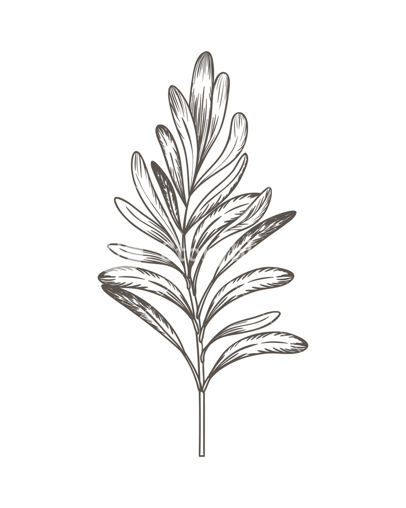 800x1000 Olive Flower Drawing Isolated Icon Vector Illustration Desing