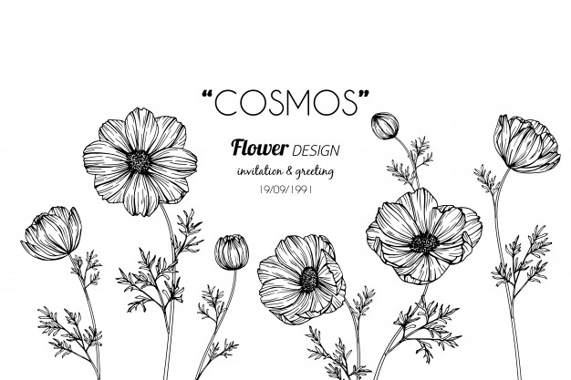 626x417 Cosmos Flower Drawing Illustration Vector Premium Download