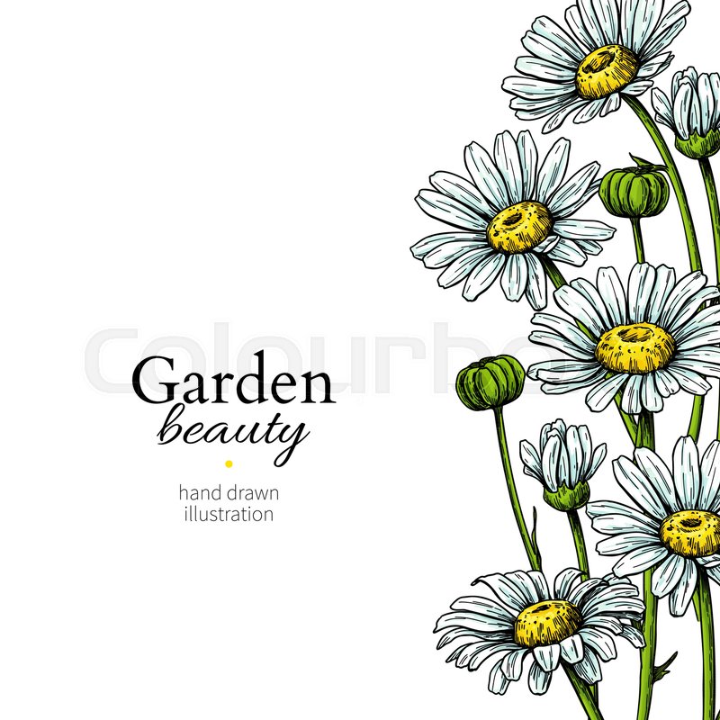 800x800 Daisy Flower Border Drawing Vector Stock Vector Colourbox