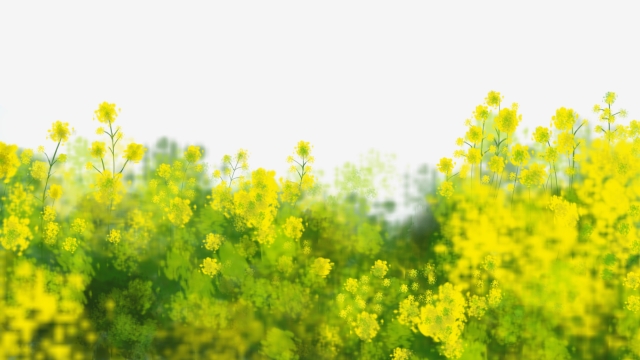 640x360 Flower Field Png, Vector, And Clipart With Transparent