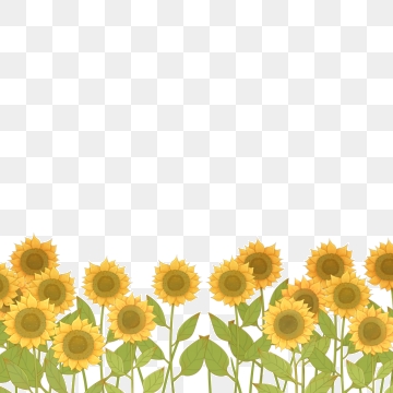 360x360 Sunflower Flower Field Png Images Vector And Free