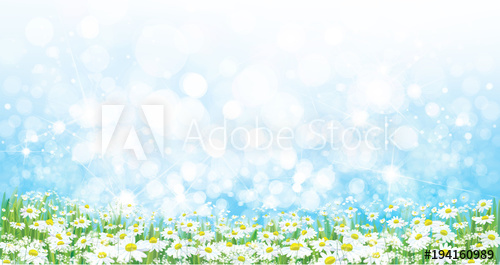500x265 Vector Nature Background, Daisy Flowers Field