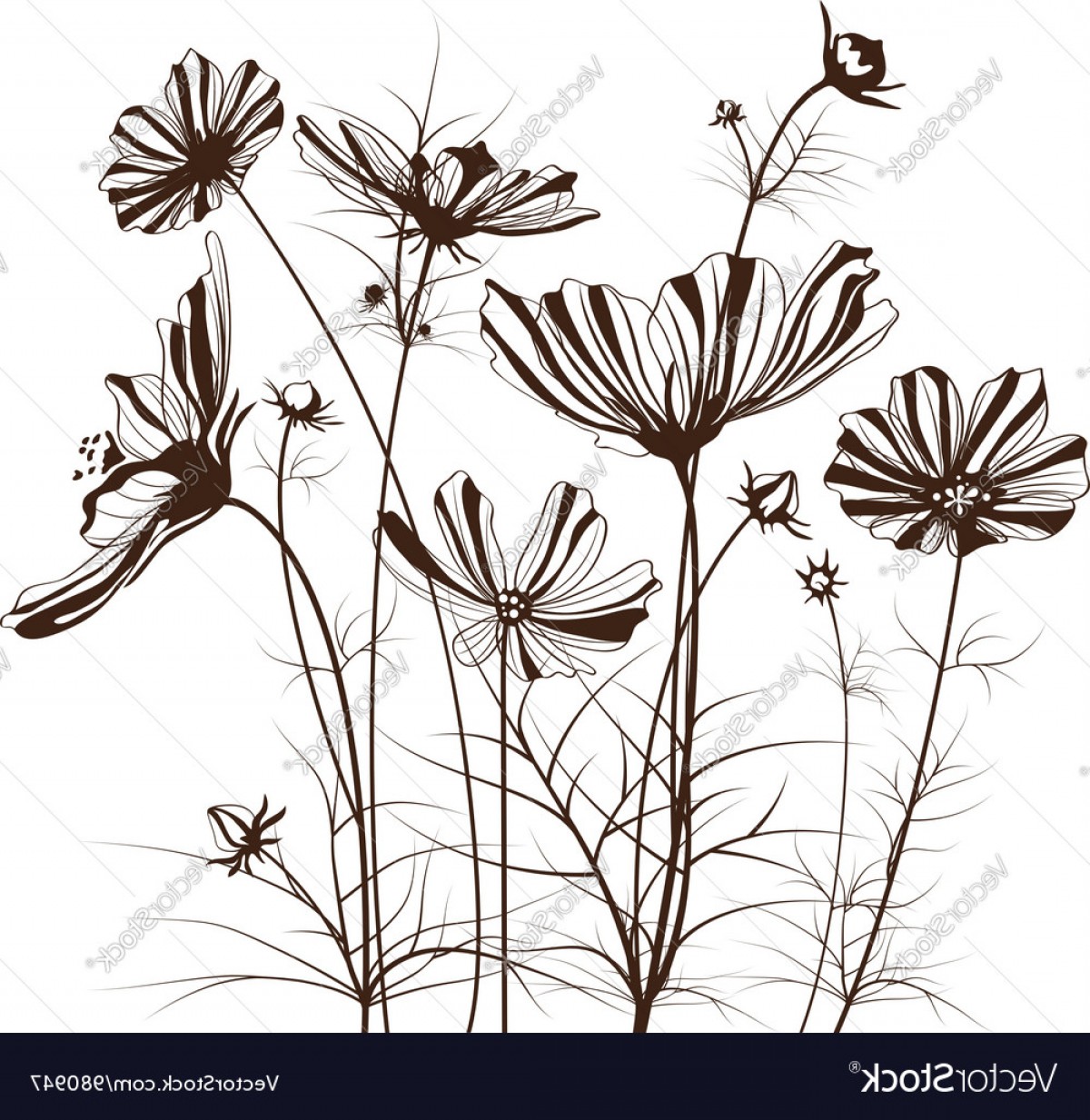 1200x1233 Garden Flowers Cosmos Bipinnatus Vector Soidergi