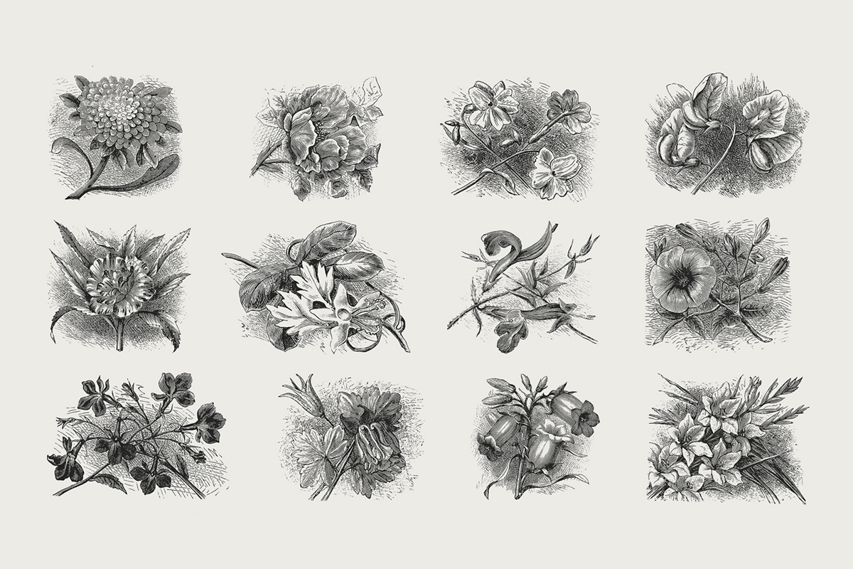 Flower Illustration Vector