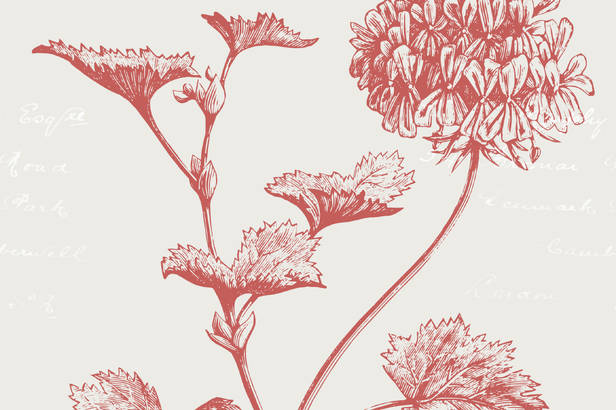 1200x800 Plant Flower Illustrations