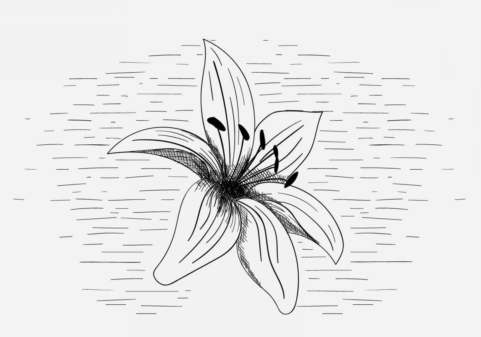 1680x1176 Free Vector Lily Flower Illustration Soidergi