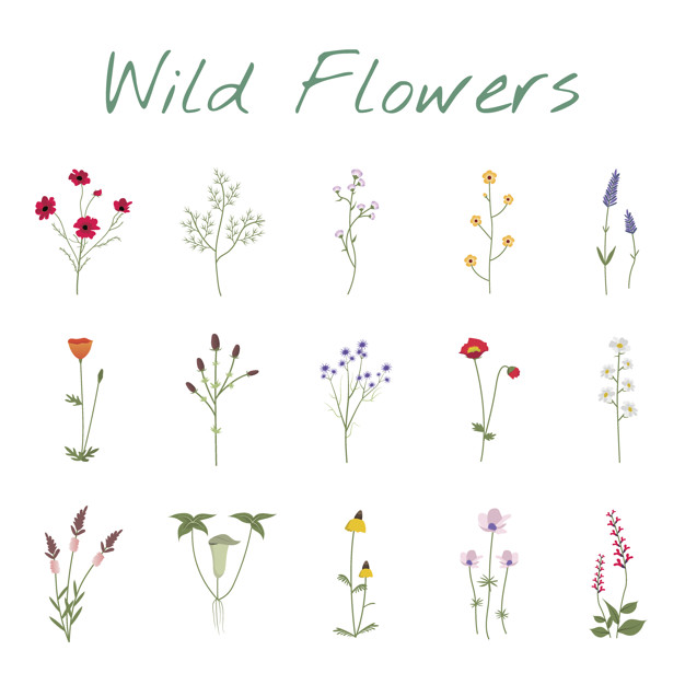 626x626 Set Collection Of Wild Flowers Illustration Vector Free Download