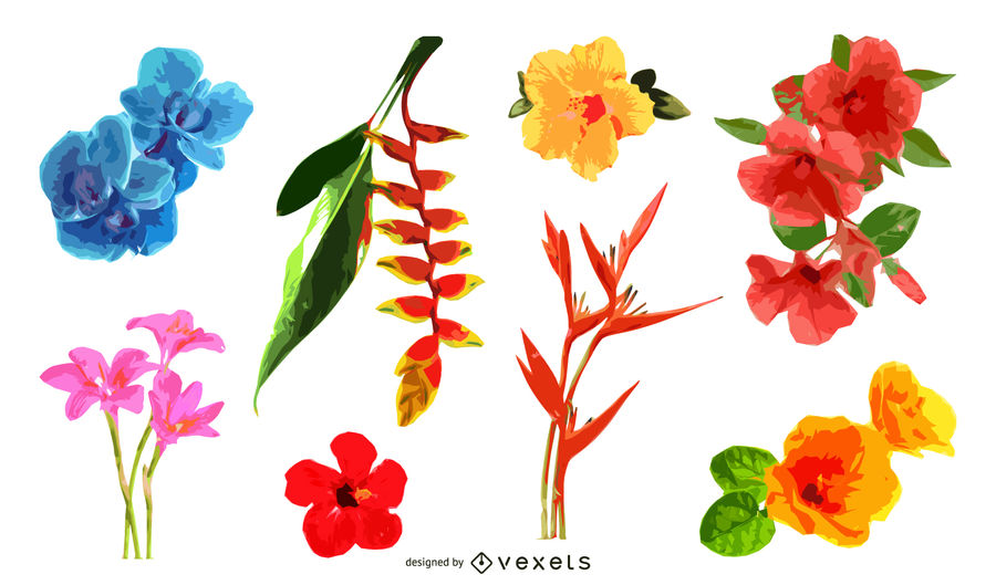 900x529 Tropical Flowers Illustration Set