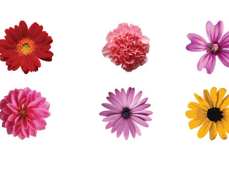 452x336 Free Vector Flower Illustrations