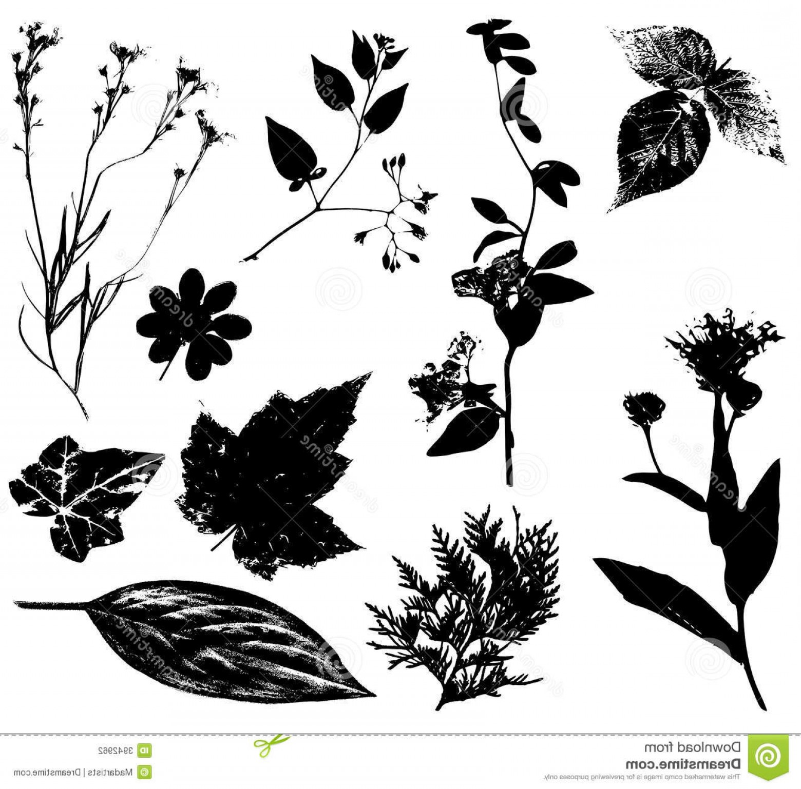 1560x1538 Stock Photography Flowers Leaves Vectors Black Image Soidergi