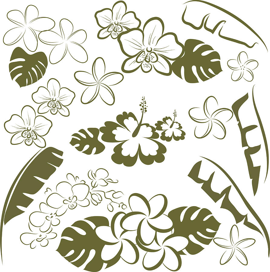 893x900 Tropical Flowers And Leaves Vector Art In Green And White