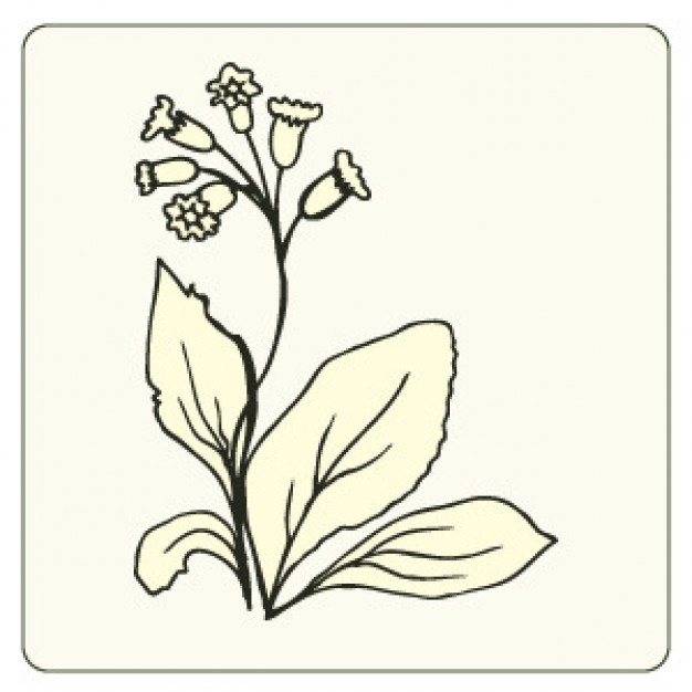 626x626 Flower Line Drawing Vector Vector Free Download