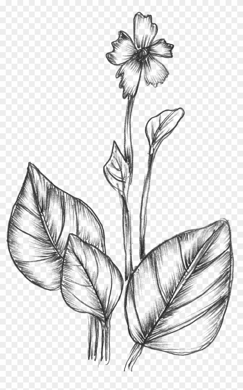 Download Flower Line Drawing Vector at Vectorified.com | Collection ...