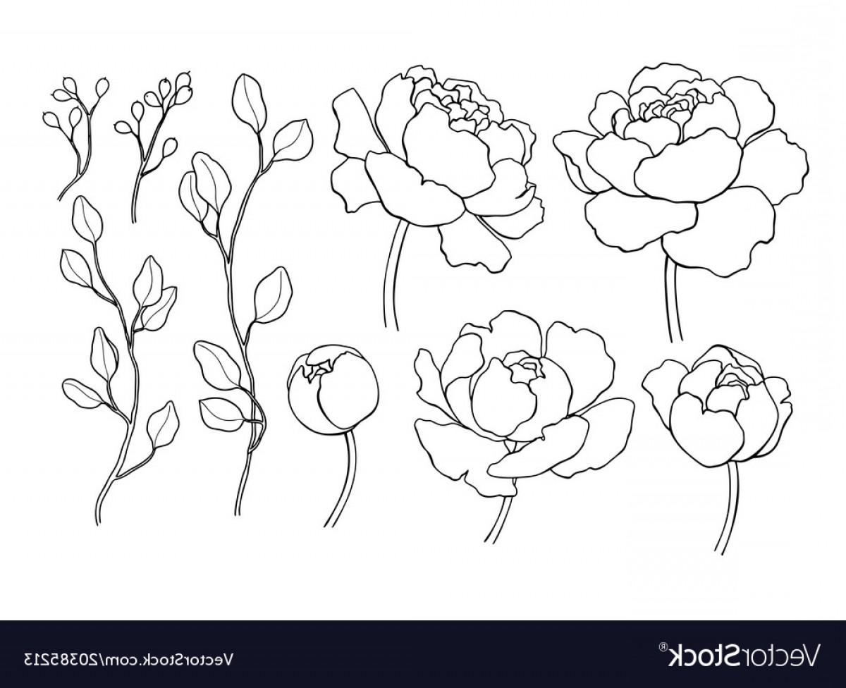 Flower Line Drawing Vector at Vectorified.com | Collection of Flower ...