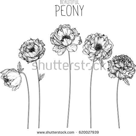 450x450 Peony Flowers Drawing Vector Illustration And Line Art Tatoo
