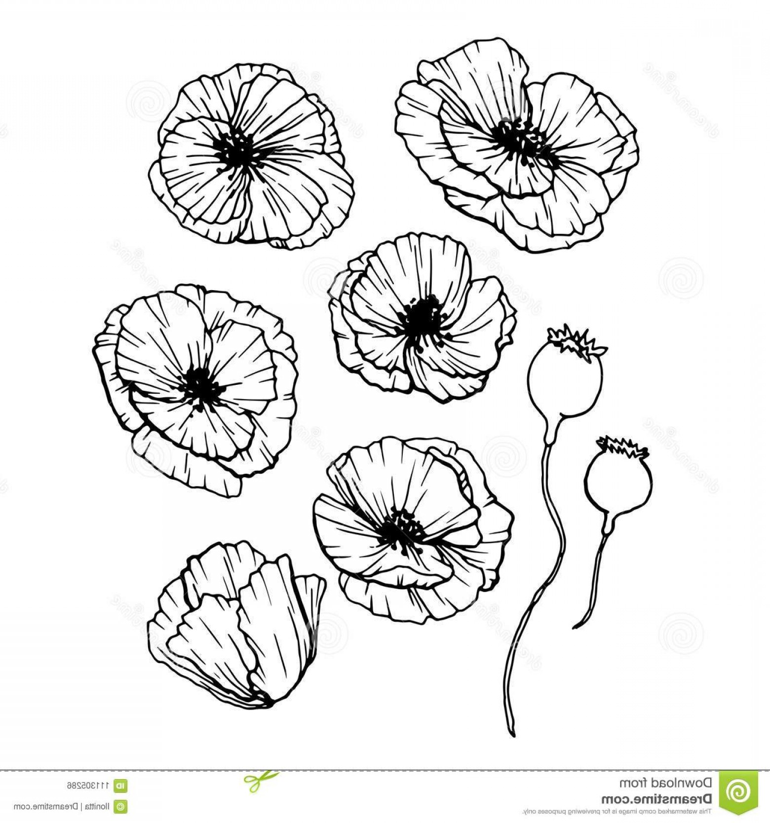 1560x1668 Poppies Flowers Hand Drawn Set Line Art Contour Drawing Style
