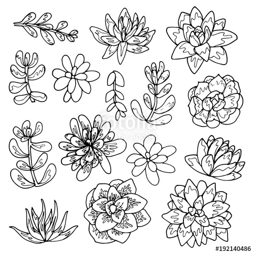 500x500 Succulent Flowers Line Art Drawing Set Stock Image And Royalty