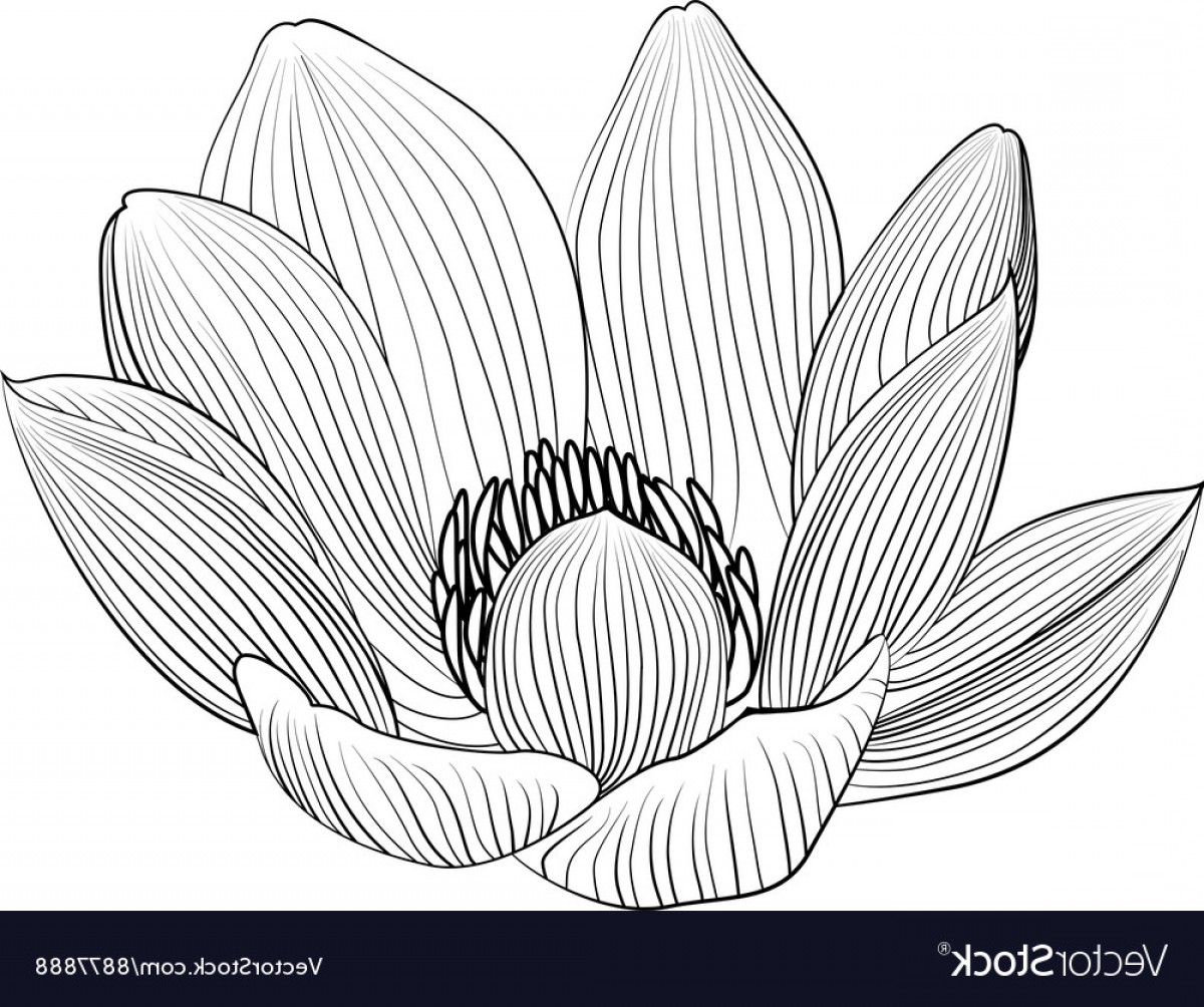 1200x1004 Vector Flower Line Drawing Hoodamath