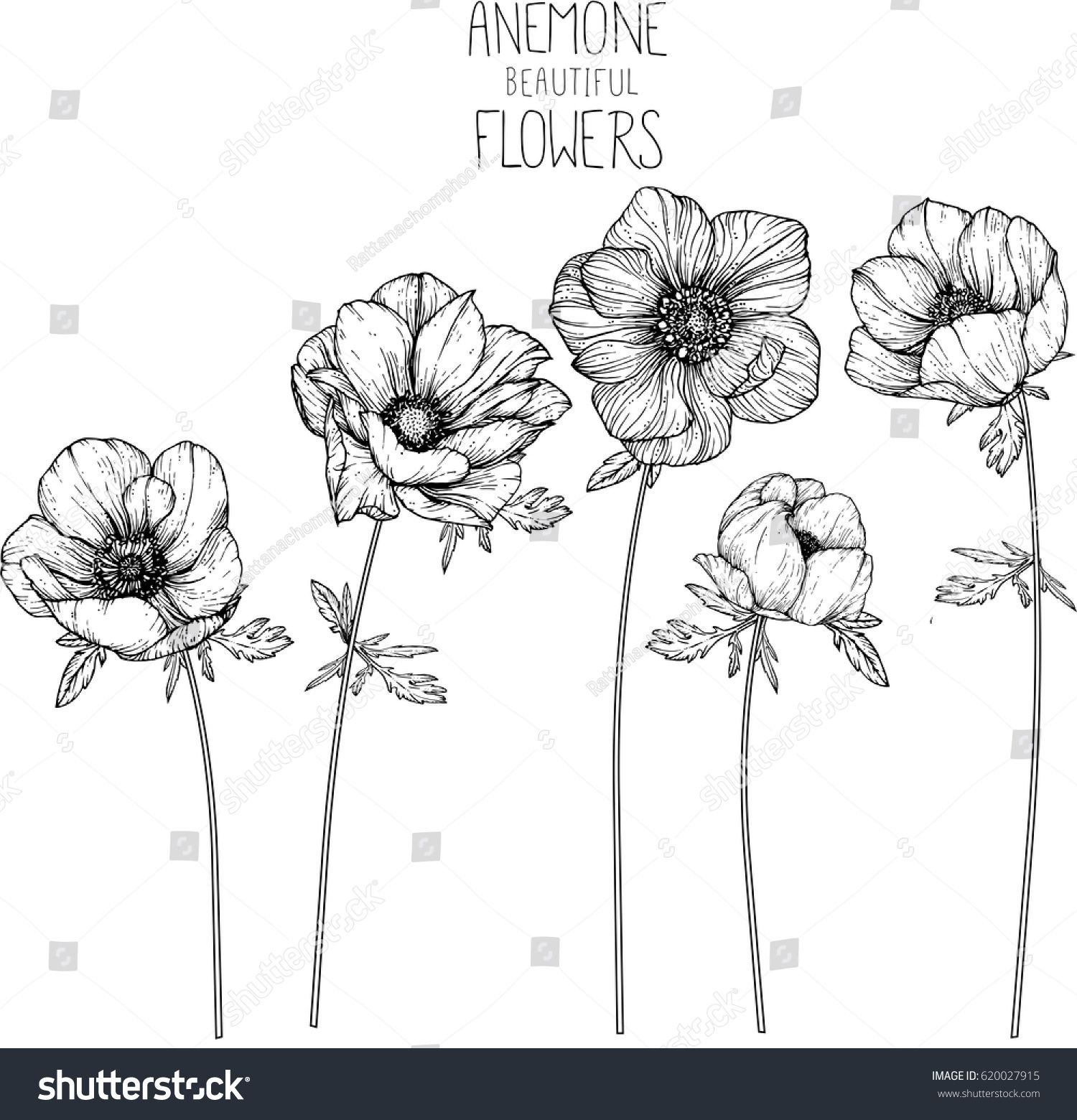 1500x1560 Anemone Flowers Drawing Vector Illustration And Line Art