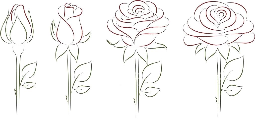 1024x478 Line Drawing Of Rose