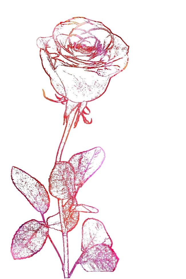 650x976 Line Drawing Rose