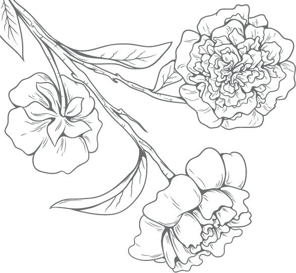 Flower Line Drawing Vector at Vectorified.com | Collection of Flower ...