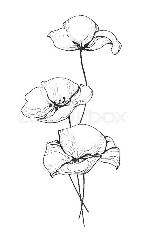 503x800 Field Poppy Flowers Line Art Vector Stock Vector Colourbox