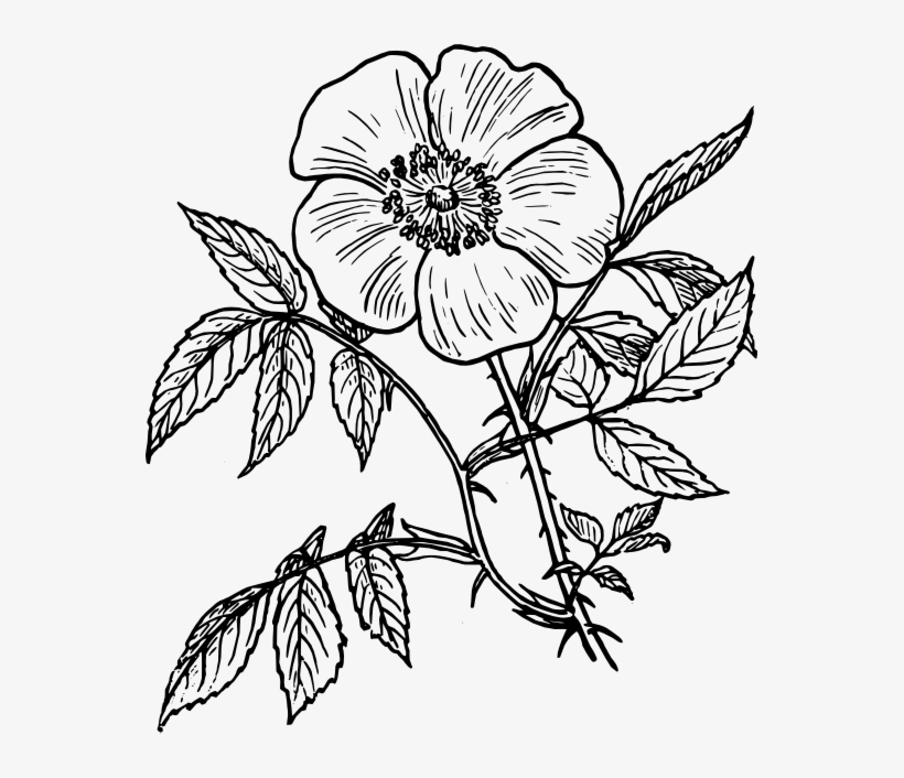 Free Free Flower Line Svg 198 SVG PNG EPS DXF File