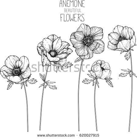 450x458 Anemone Flowers Drawing Vector Illustration And Line Art Great