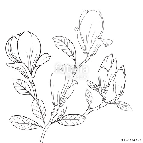 500x500 Magnolia Blooming Flower Linear Sketch Of Magnolia Flower Line