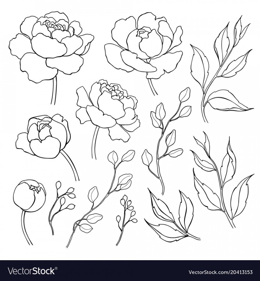 900x972 Peony Flower And Leaves Line Drawing Hand Vector Image Flower