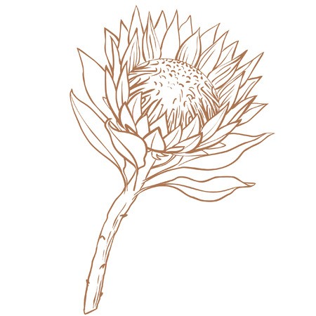 450x450 Protea Flower Line Drawing On White Background Royalty Free