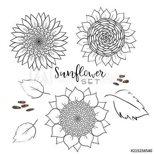 500x500 Sunflower Seed And Flower Line Vector Drawing Set Hand Drawn
