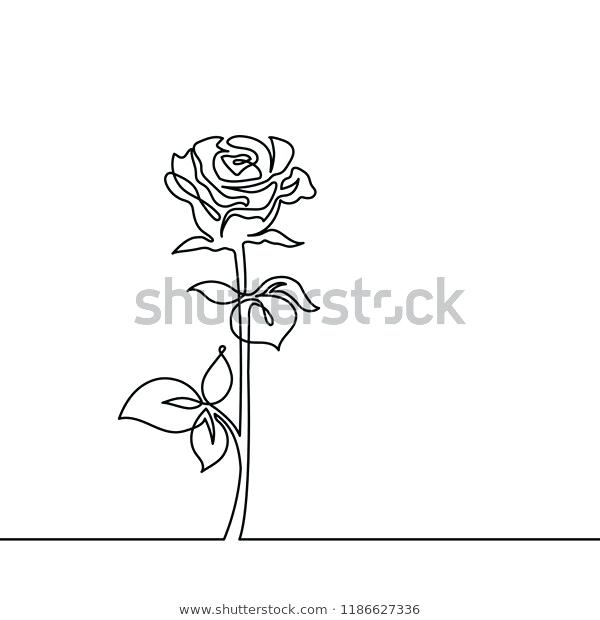 600x620 Line Drawing Rose