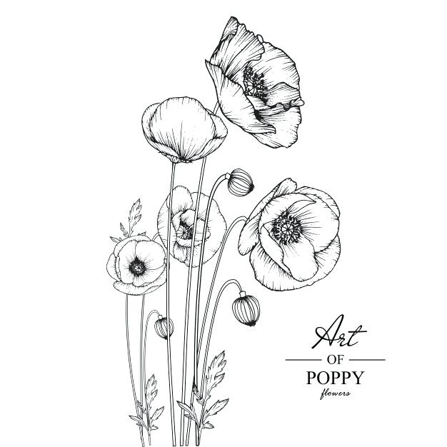 626x626 Poppy Flower Drawings