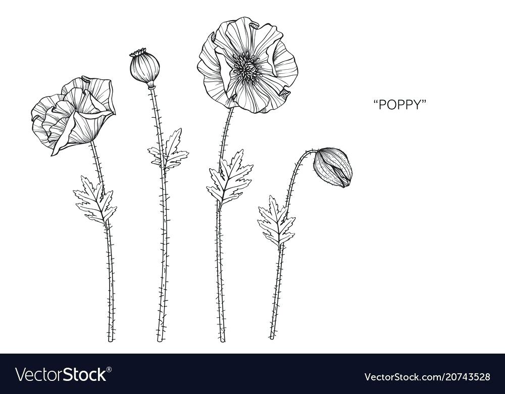 1000x780 Poppy Flower Drawings Remotelearners Club
