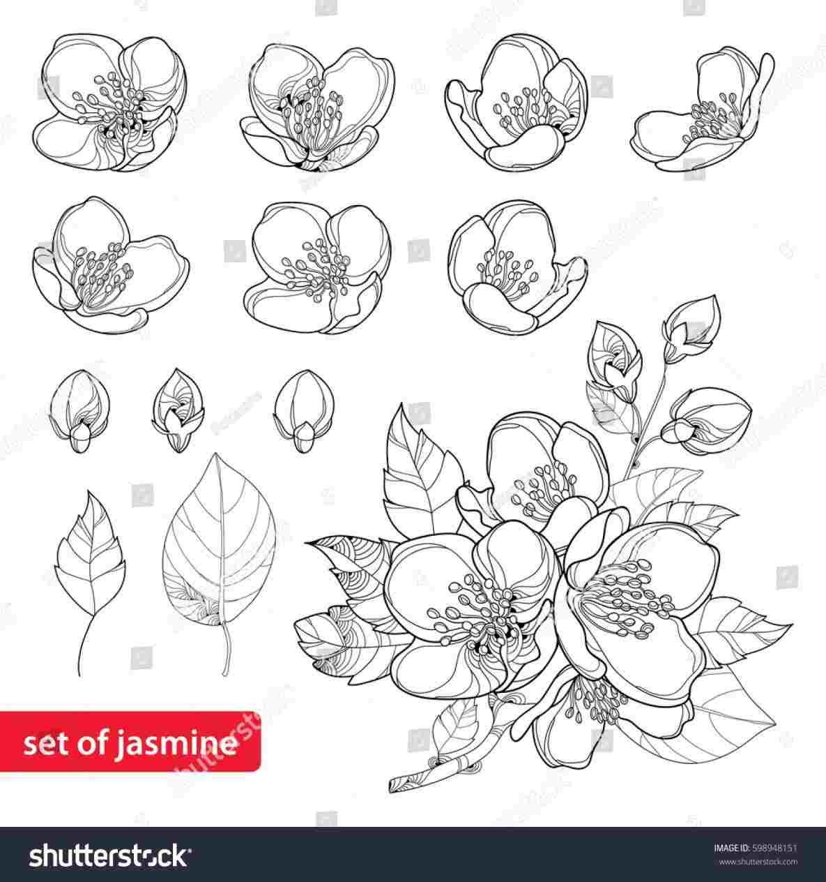 1185x1264 Royalty Rhshutterstockcom Vector Jasmine Flower Flower Line