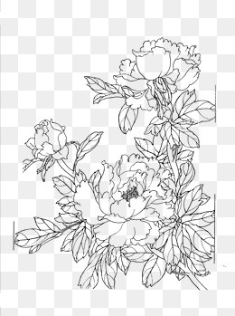 260x349 Flower Line Drawing Flowers Png Images Vectors And Free