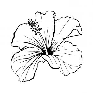Free Free 63 Hawaiian Flower Outline Svg SVG PNG EPS DXF File