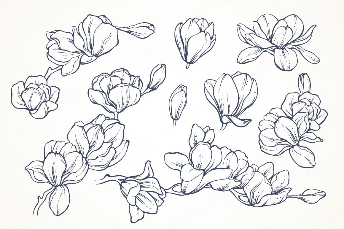 1160x772 Linear Vector Magnolia Flowers Set