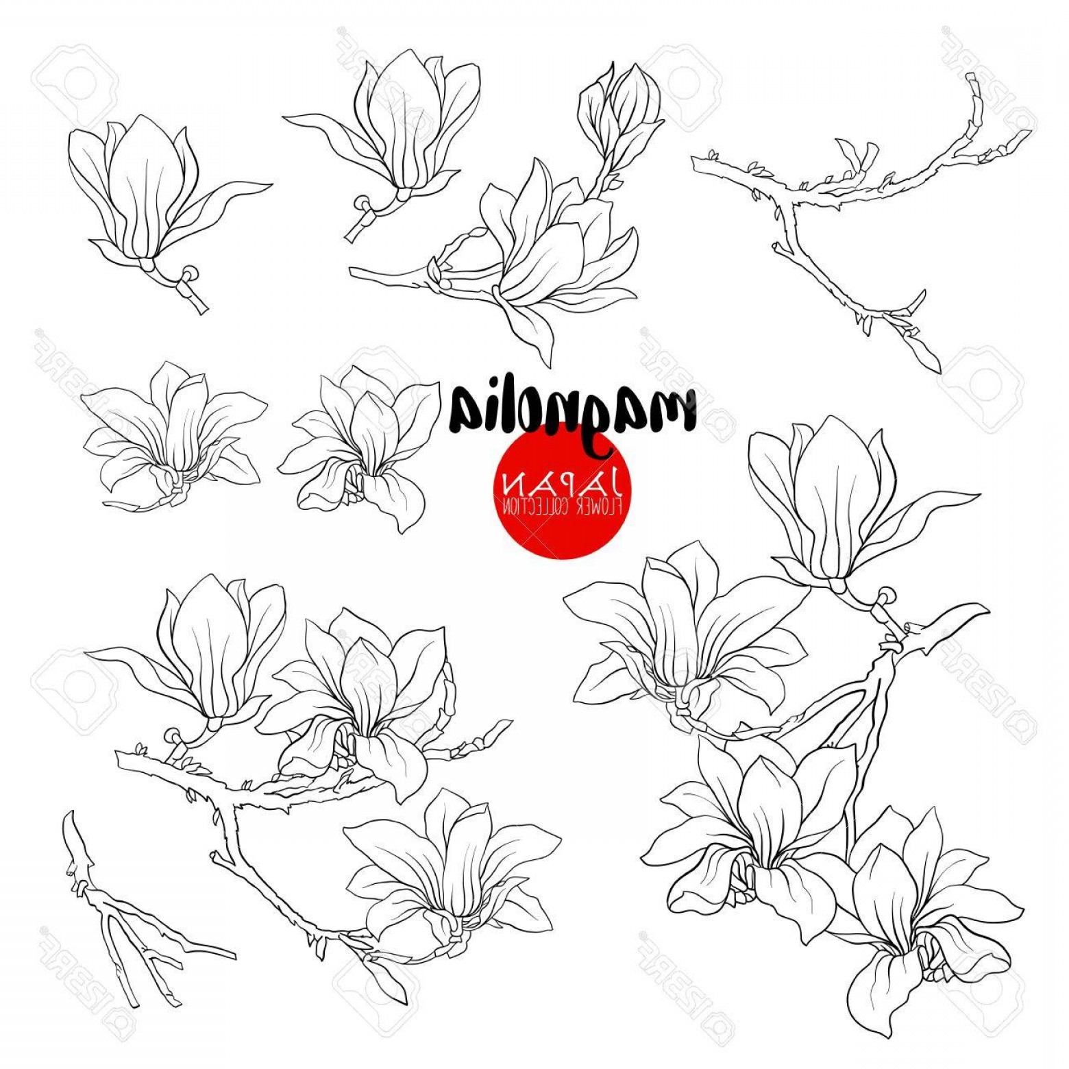 1560x1560 Photostock Vector Branch Of Magnolia Blossoms Stock Line Vector