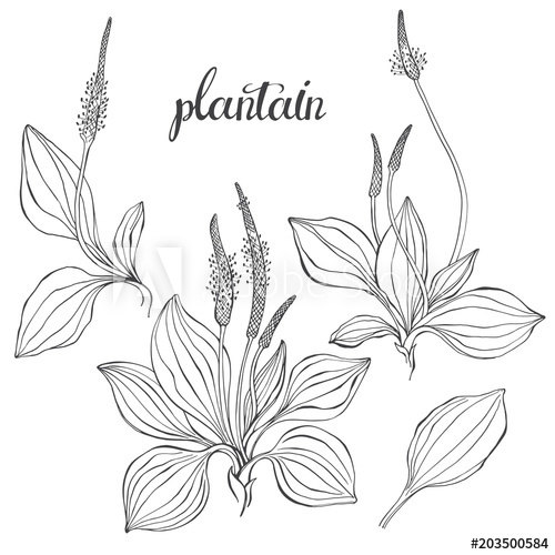 500x500 Plantain Medicinal Plant Wild Field Flower Sketch Hand Drawn