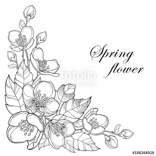 500x500 Vector Branch Of Outline Jasmine Flowers, Bud And Leaves In Black