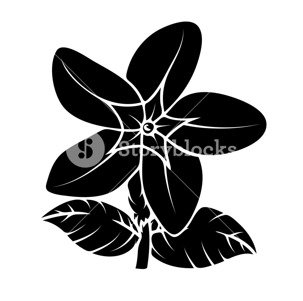 Wild Flower Silhouette Vector Royalty Free Stock Image 1000x993 Wild Flower Silhouette Vector Royalty Free Stock Image