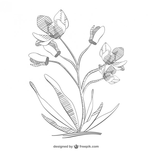 Flower Sketch Design Vector Free Download 626x626 Flower Sketch Design Vector Free Download