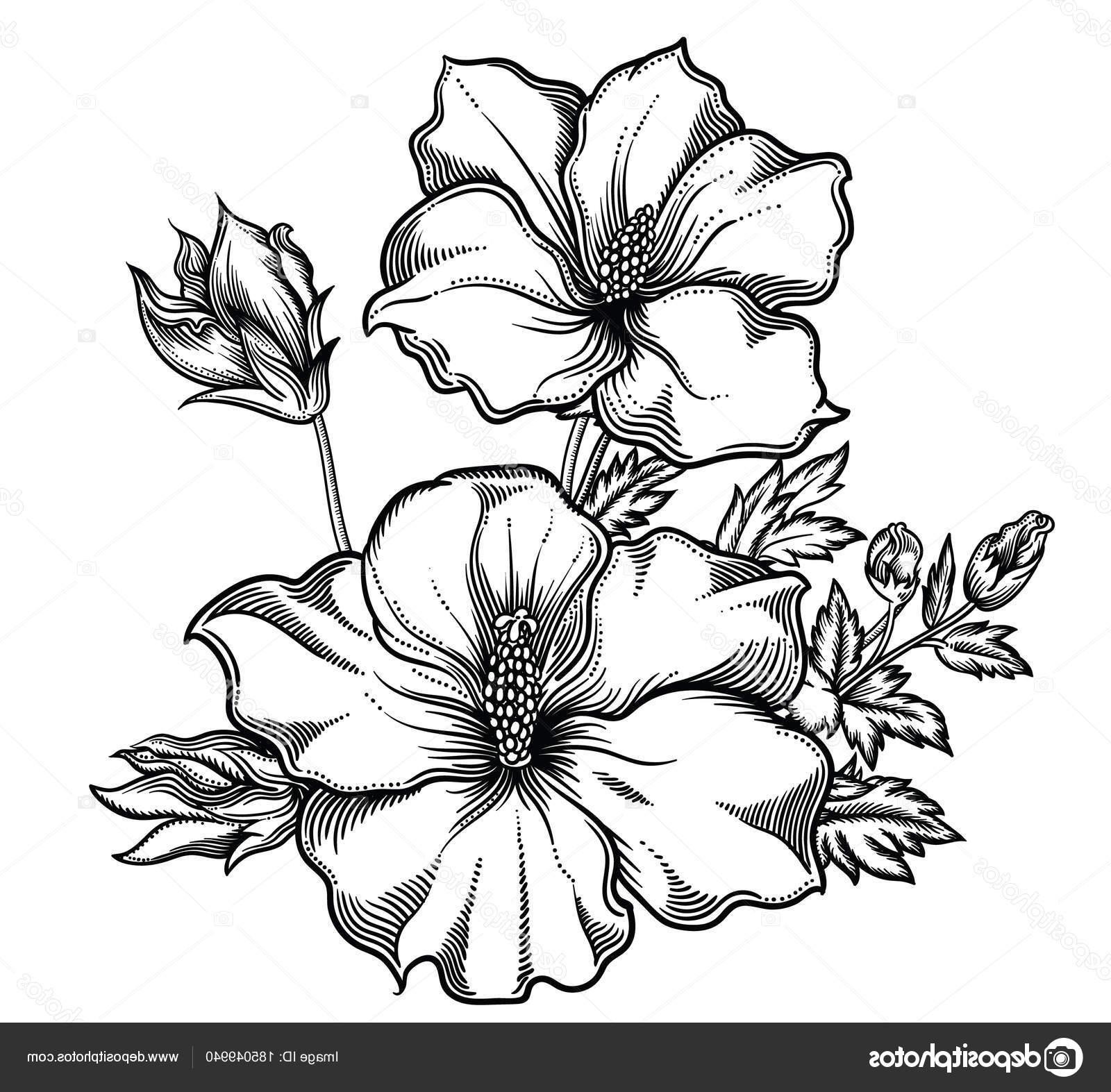 Hd Sketches Of Flowers Vector Drawing Free Vector Art, Images 1600x1573 Hd Sketches Of Flowers Vector Drawing Free Vector Art, Images